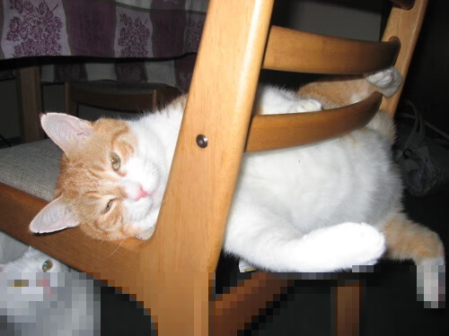 森林狼施展战术洪流，锡安完全体姿态一手掌控比赛走势