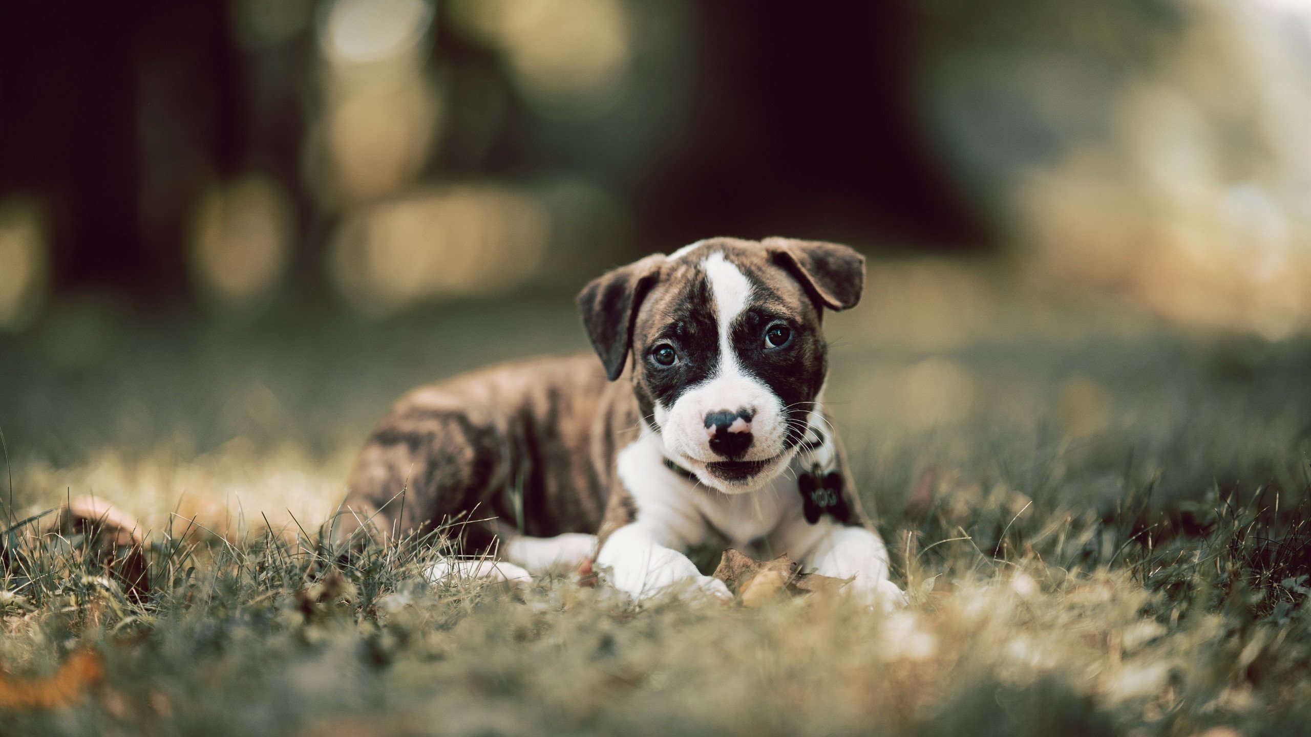 当东方巨龙遇上西方骄阳,德罗赞压制级发挥助太阳队照亮北京之夜