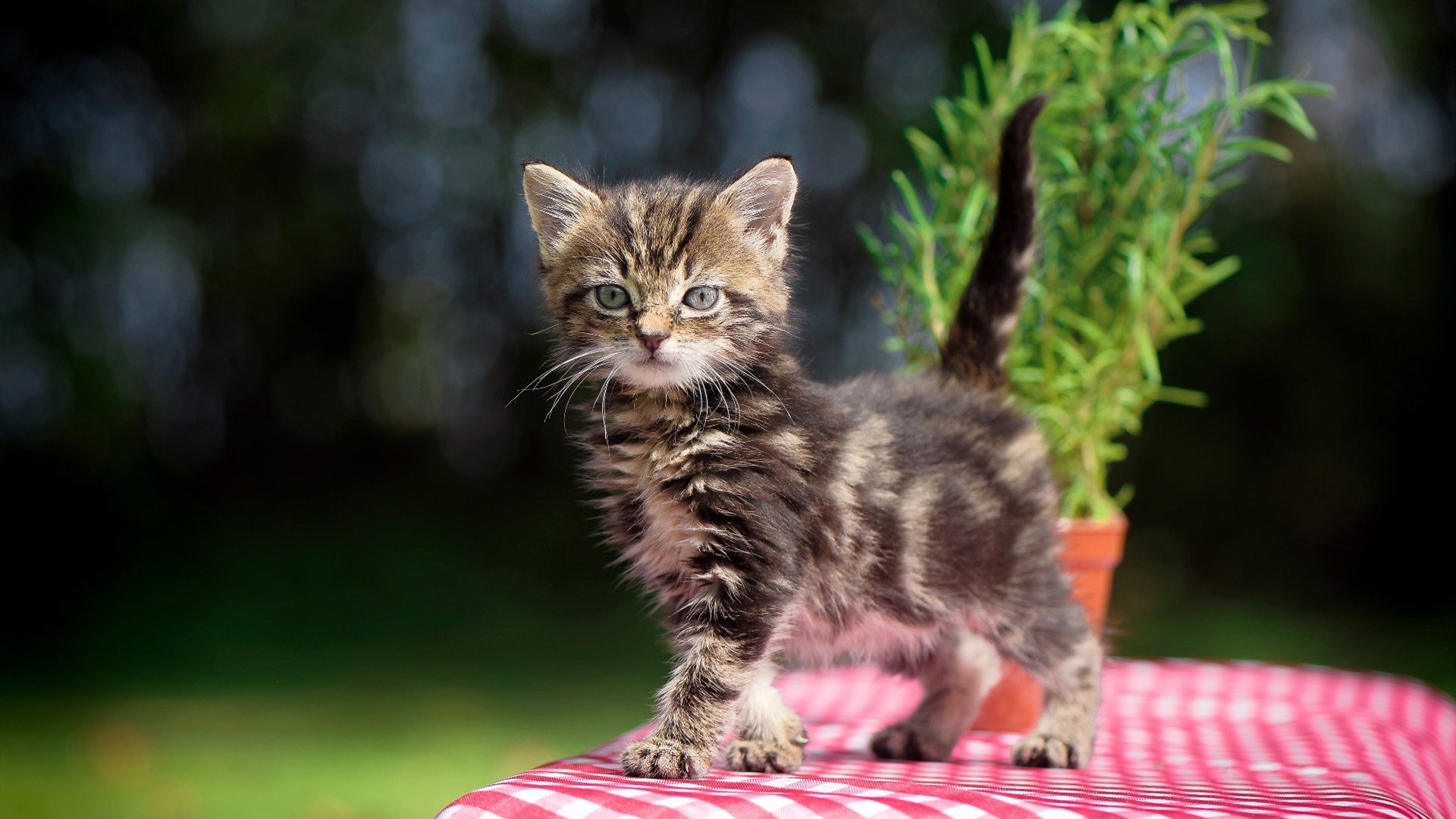 唯一弱点与唯一焦点,当曼城的王者缺陷被坎特颠覆