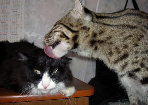 命运交叉的弧线，字母哥的统治力与开拓者的0.2秒奇迹