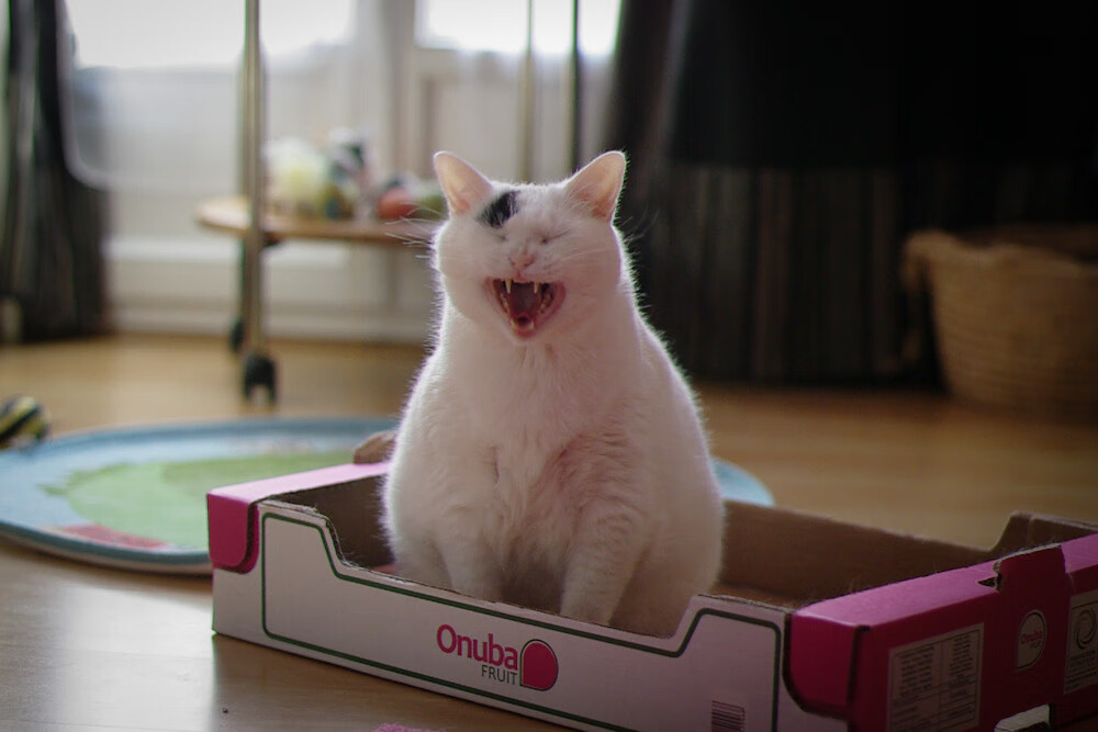 暗夜追猎,拉文如何以持续杀伤改写F1年度争冠之夜