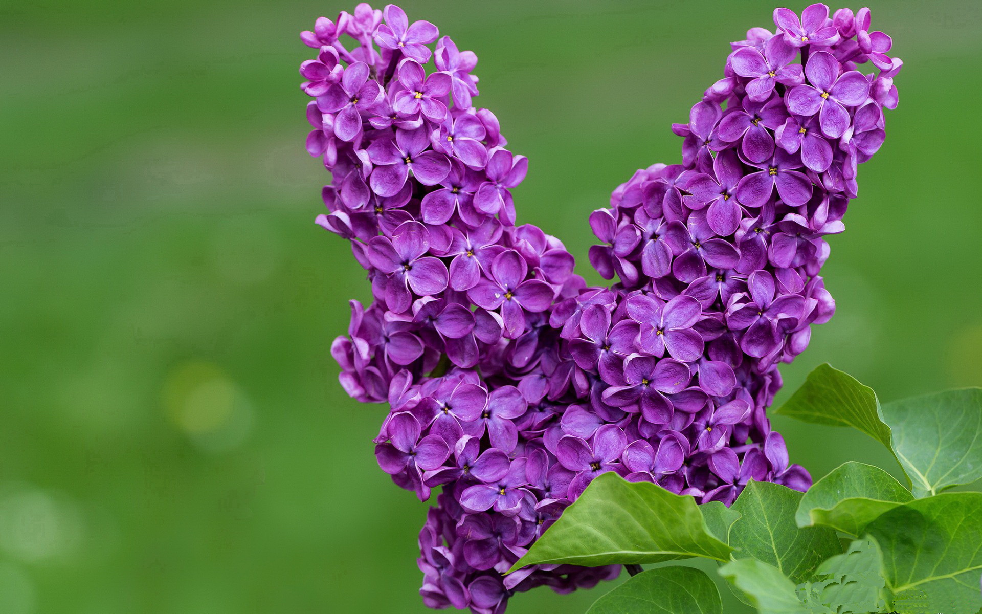 神祇的双重奏，当内马尔与伊布在同一夜晚降下神罚