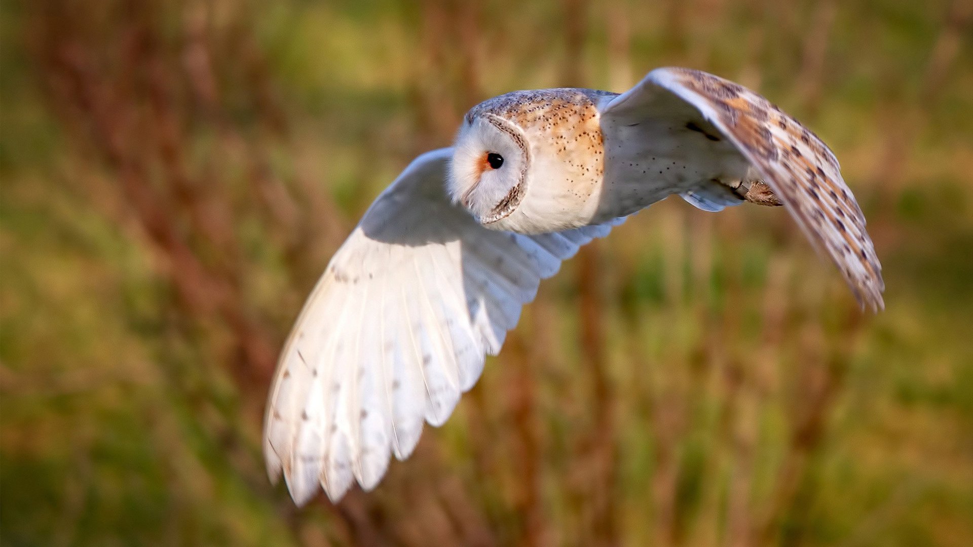 拉文关键先生表现惊艳，广厦队压哨绝杀森林狼