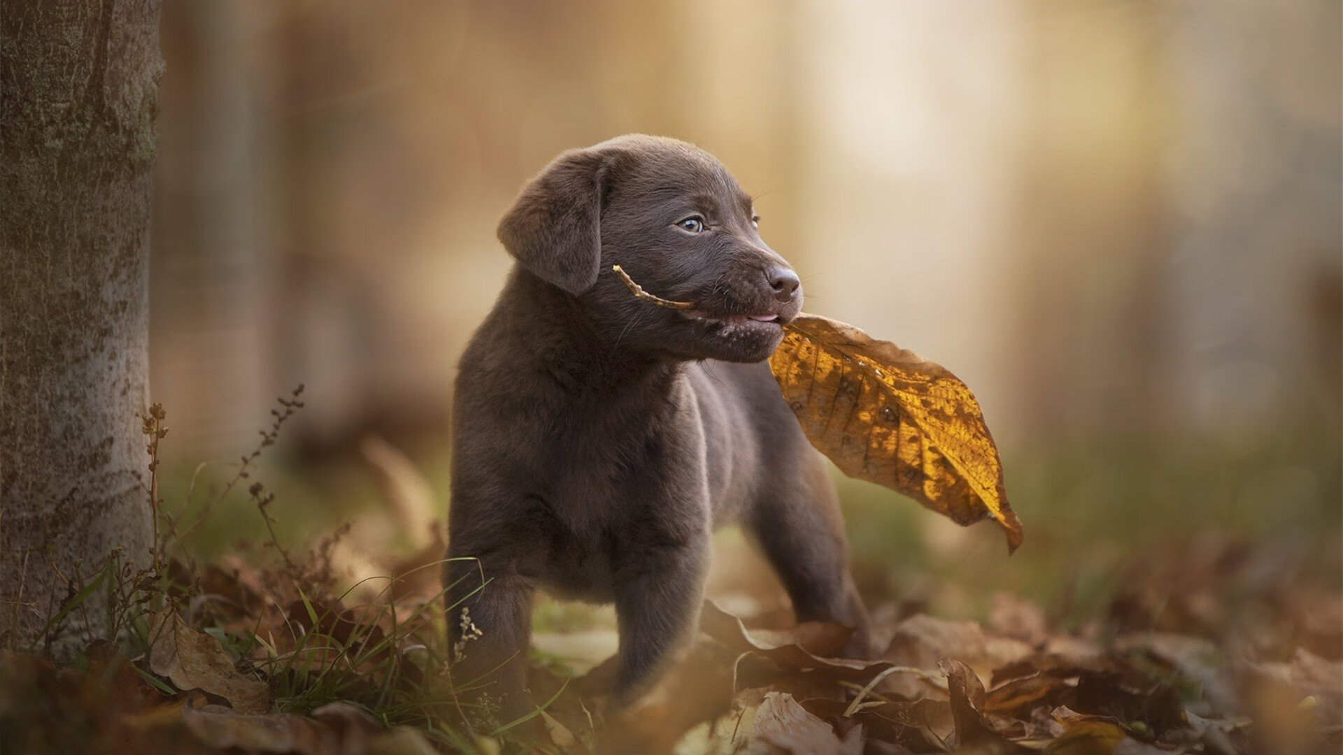 沙盘推演,爵士用精准计算摧毁传统意志,一场奥运周期前的关键预演