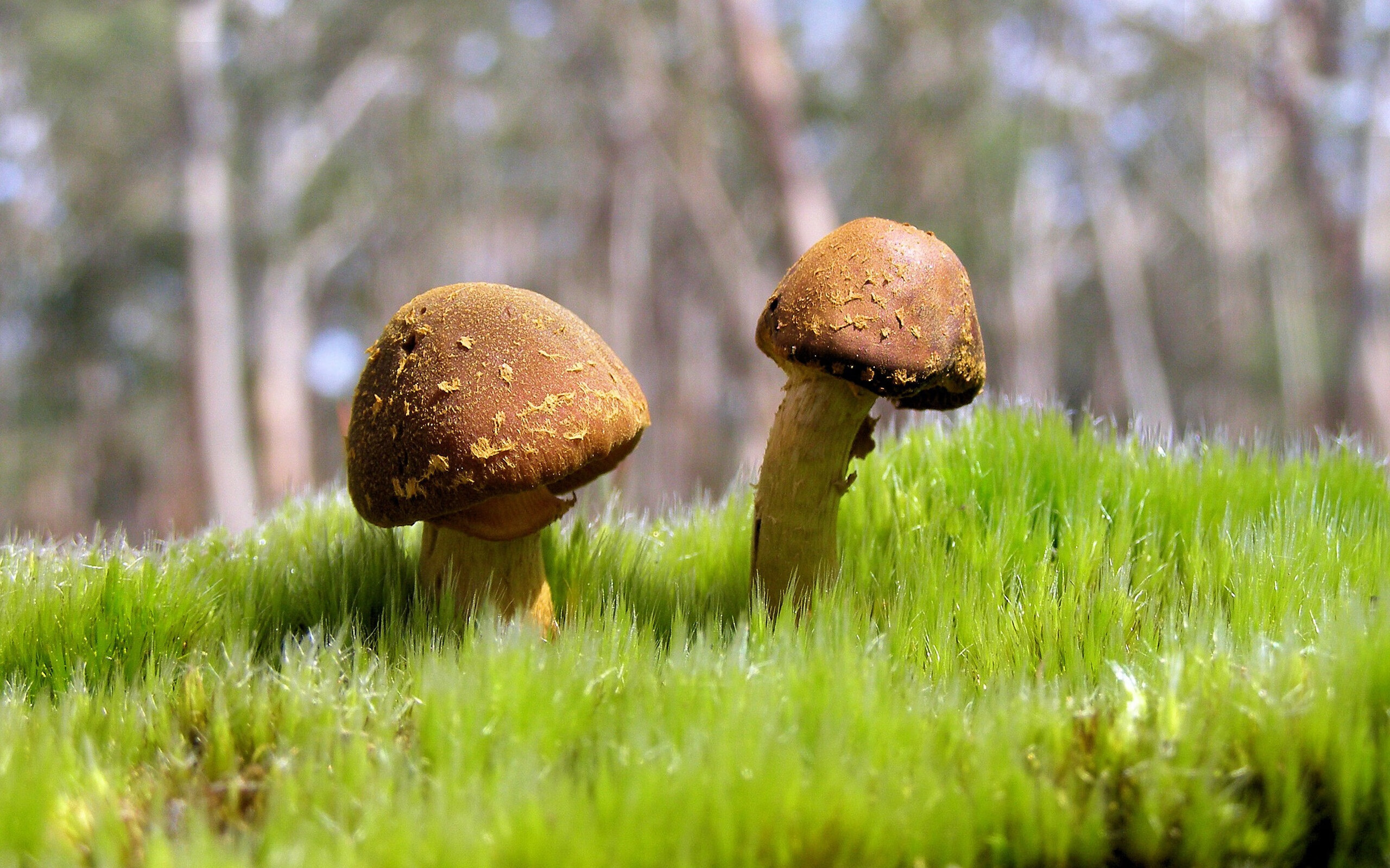 赛道与球场的交响,F1争冠战中的热火式胜利