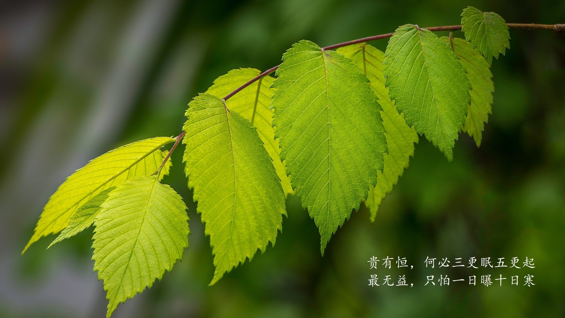 北极光下的暗影,当热带风暴颠覆北欧童话,穆西亚拉的独角戏为何成绝唱?