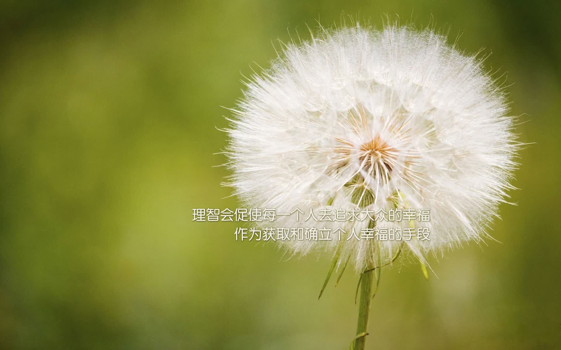 北欧风暴席卷西亚绿洲,佩德里上帝视角助攻,丹麦用一场科技流胜利定义B组唯一答案